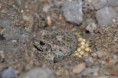 /album/amphibiens/alytes-obstetricans-jpg1/